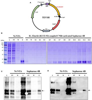 Frontiers | Human IL-32θA94V mutant attenuates monocyte 